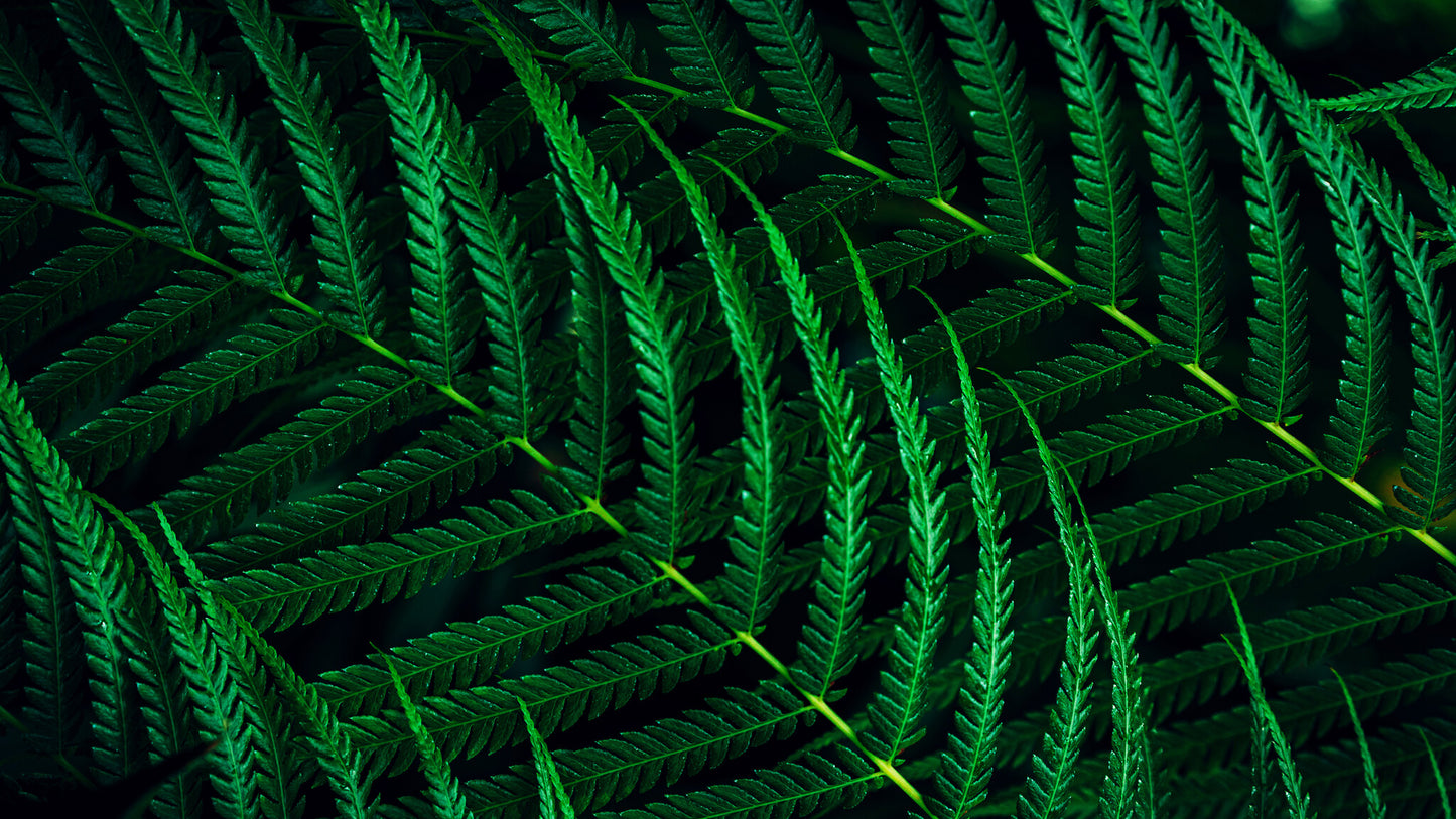 Philips 5000 series 27B2G5200/00 platta pc-skärmar 68,6 cm (27") 1920 x 1080 pixlar Full HD LCD Antracit